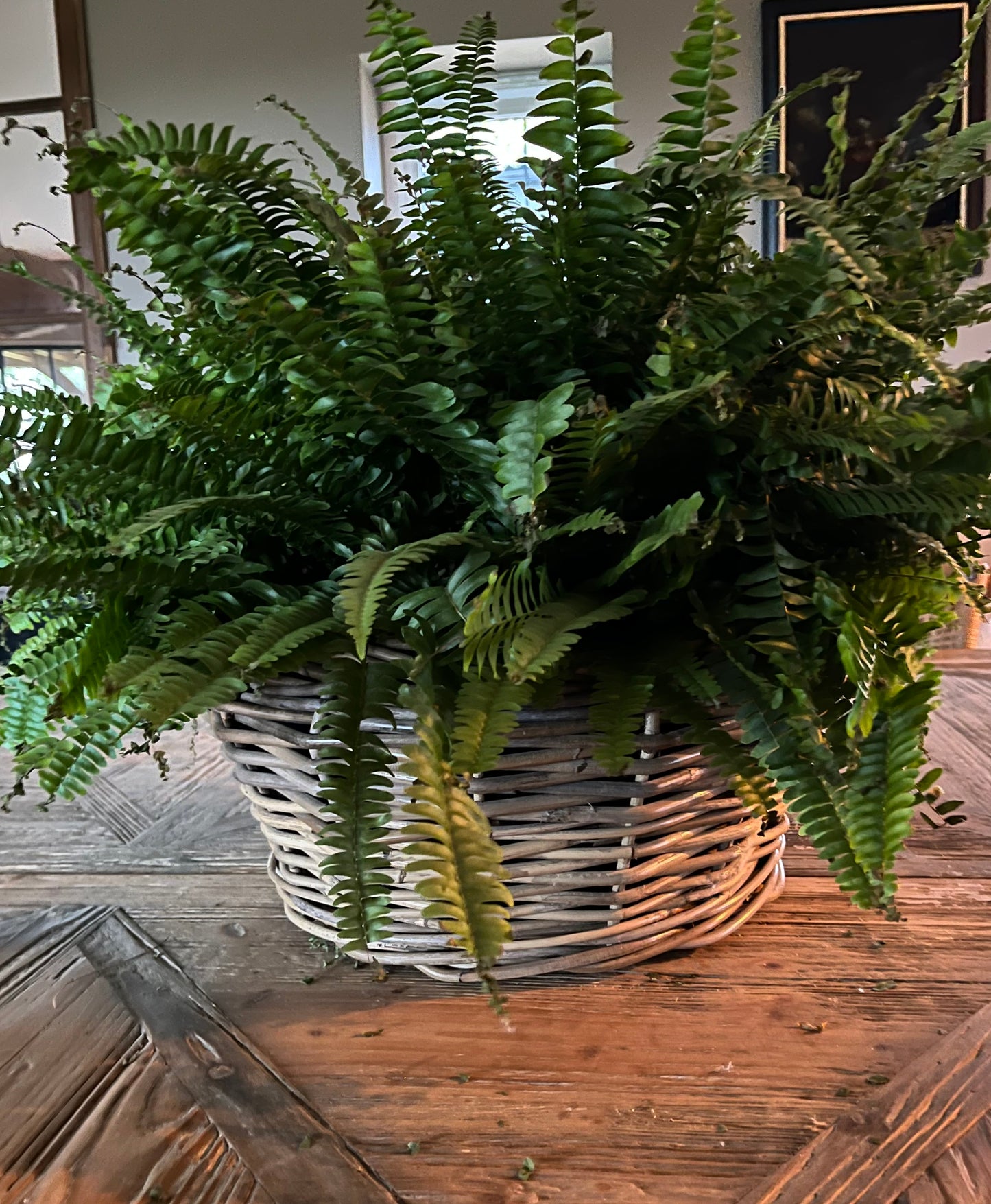 Large Wicker Planter